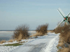 Birk im Winter